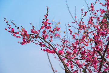 一枝梅花