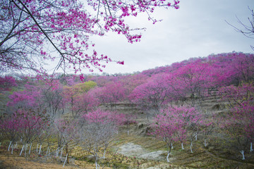 韶关新丰樱花