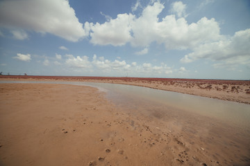 盐碱地 红色植被 湿地风光