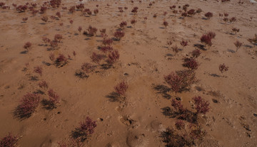 盐碱地 红色植被 湿地风光