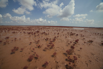 盐碱地 红色植被 湿地风光