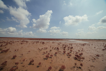 盐碱地 红色植被 湿地风光