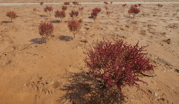 盐碱地 红色植被 湿地风光