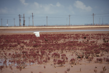 盐碱地 红色植被 湿地鸟类