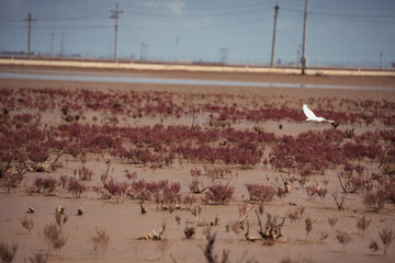 盐碱地 红色植被 湿地鸟类