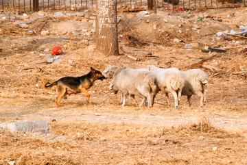 牧羊犬