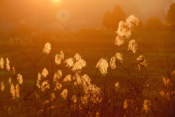 夕阳芦花