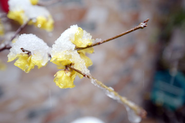 腊梅 梅花 冬梅 寒梅 赏梅