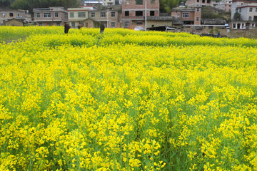 武平尧禄村油菜地