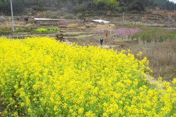 武平尧禄村油菜地