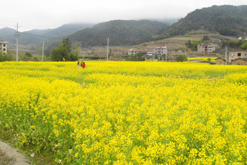 武平尧禄村油菜地