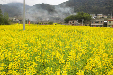 武平尧禄村油菜地