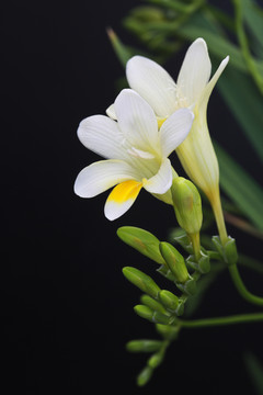 香雪兰 高清花卉