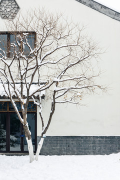 白墙雪树