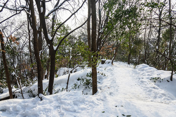 白雪覆盖的树枝