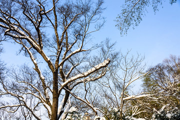 白雪覆盖的树枝