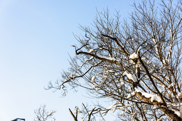 白雪覆盖的树枝