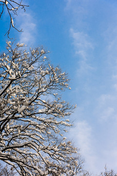 白雪覆盖的树枝