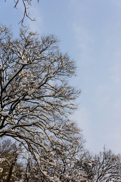 白雪覆盖的树枝