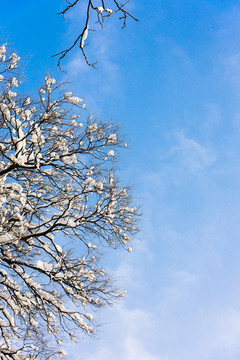 白雪覆盖的树枝