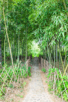 竹林小路 竹子 竹叶