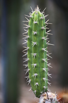 仙人掌 植物