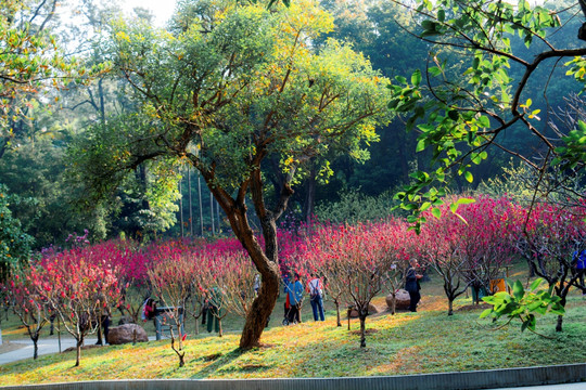 白云山桃花涧桃花