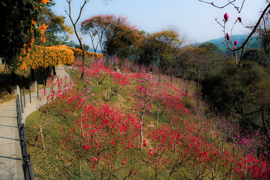 白云山桃花涧桃花