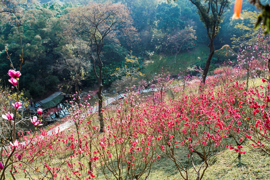 白云山桃花涧桃花