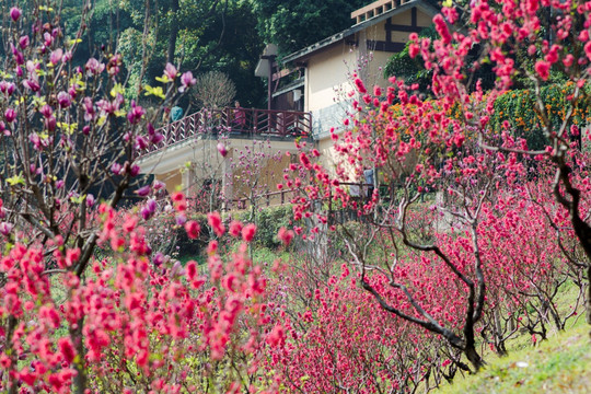 白云山桃花涧桃花