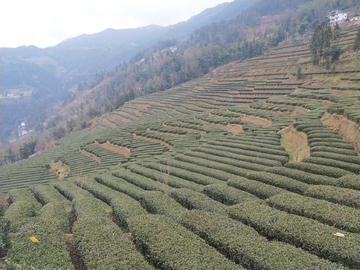 春茶风景