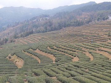 茶园风景