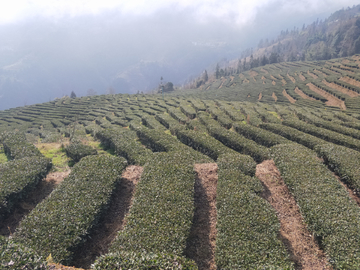 茶园风景