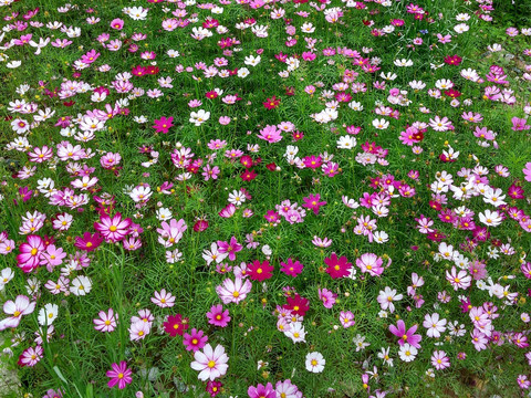 波斯菊花田 花海