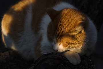 睡觉的猫咪