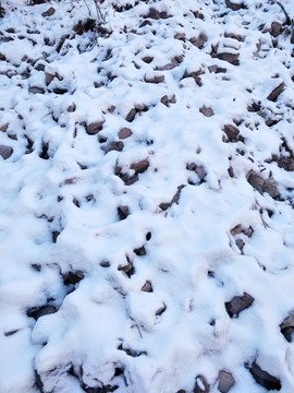 雪景