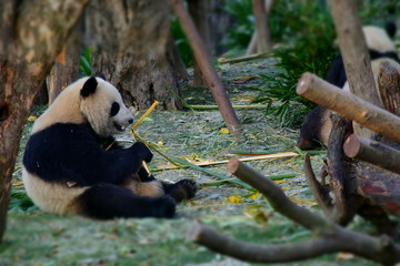 大熊猫高清摄影大图素材