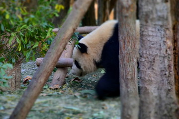 大熊猫高清摄影大图素材