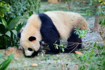 大熊猫高清摄影大图素材