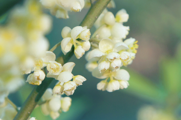 山苍子花