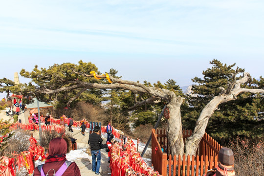 华山景区 百年华山松