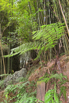 桫椤树 桫椤植株