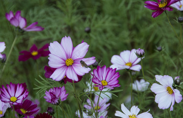 格桑花