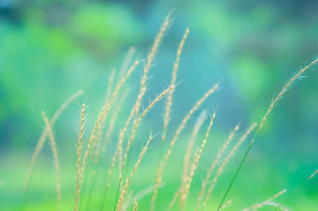 野草