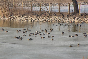冰冻湖面上的鸳鸯鸟群