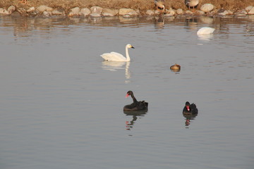 湖面上的黑天鹅白天鹅