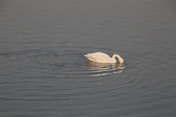 湖中觅食的白天鹅
