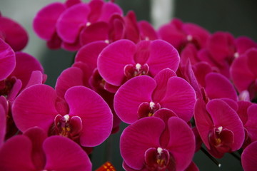 粉红的马蹄莲花朵