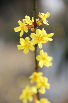 迎春花花枝