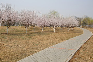 公园道路旁的樱花林